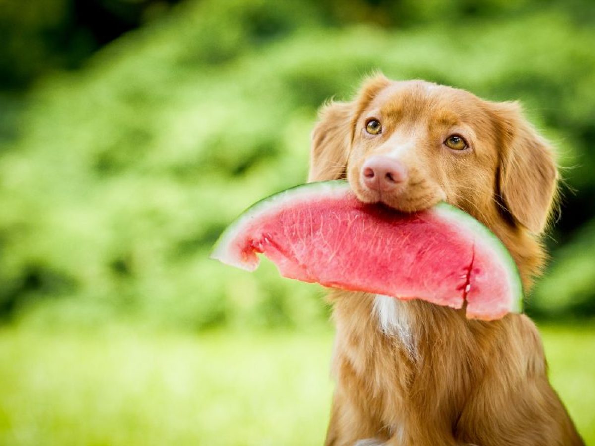 las moras silvestres son seguras para los perros