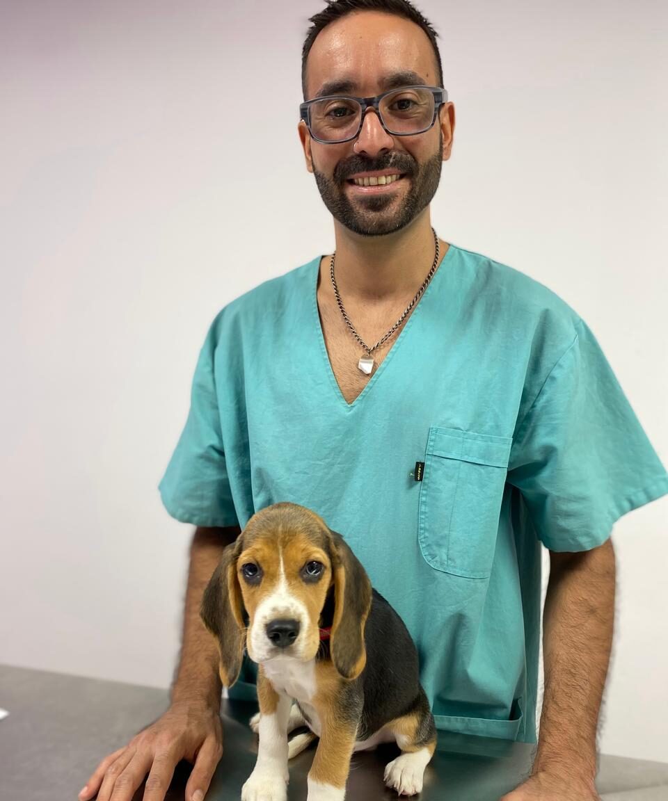 veterinario nueva cordoba, castraciones, cirugias